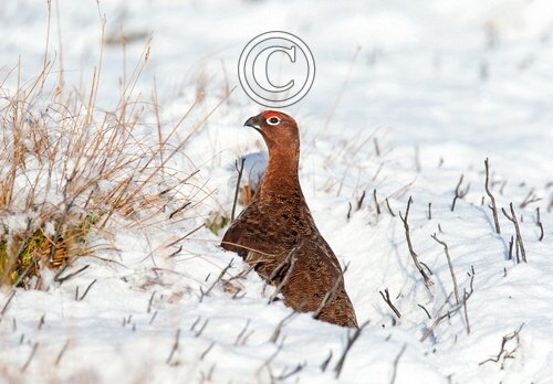 Red Grouse in the Snow